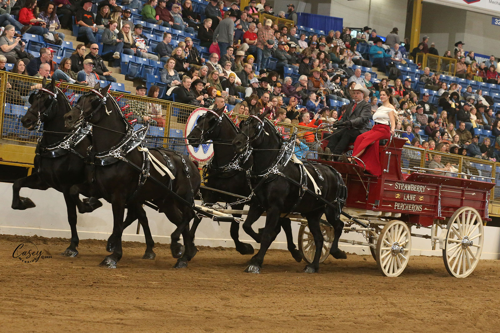 SLP-Team-Hitch-1600x1067 strawberry lane percherons team